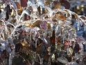 DFW-IcePocalypse-2013_Thaw (88)